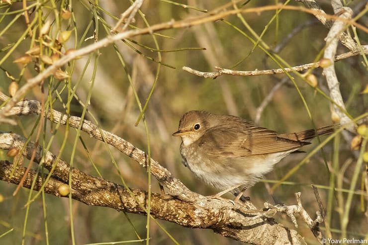 זמיר מנומר בישראל