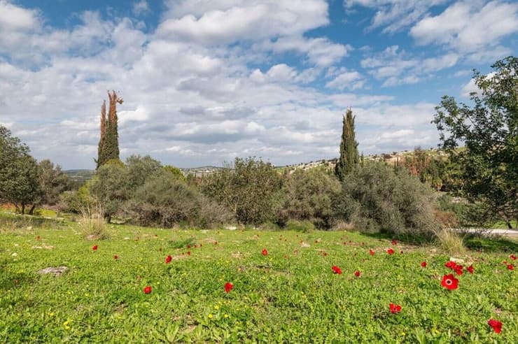 פארק קנדה אחרי השריפה