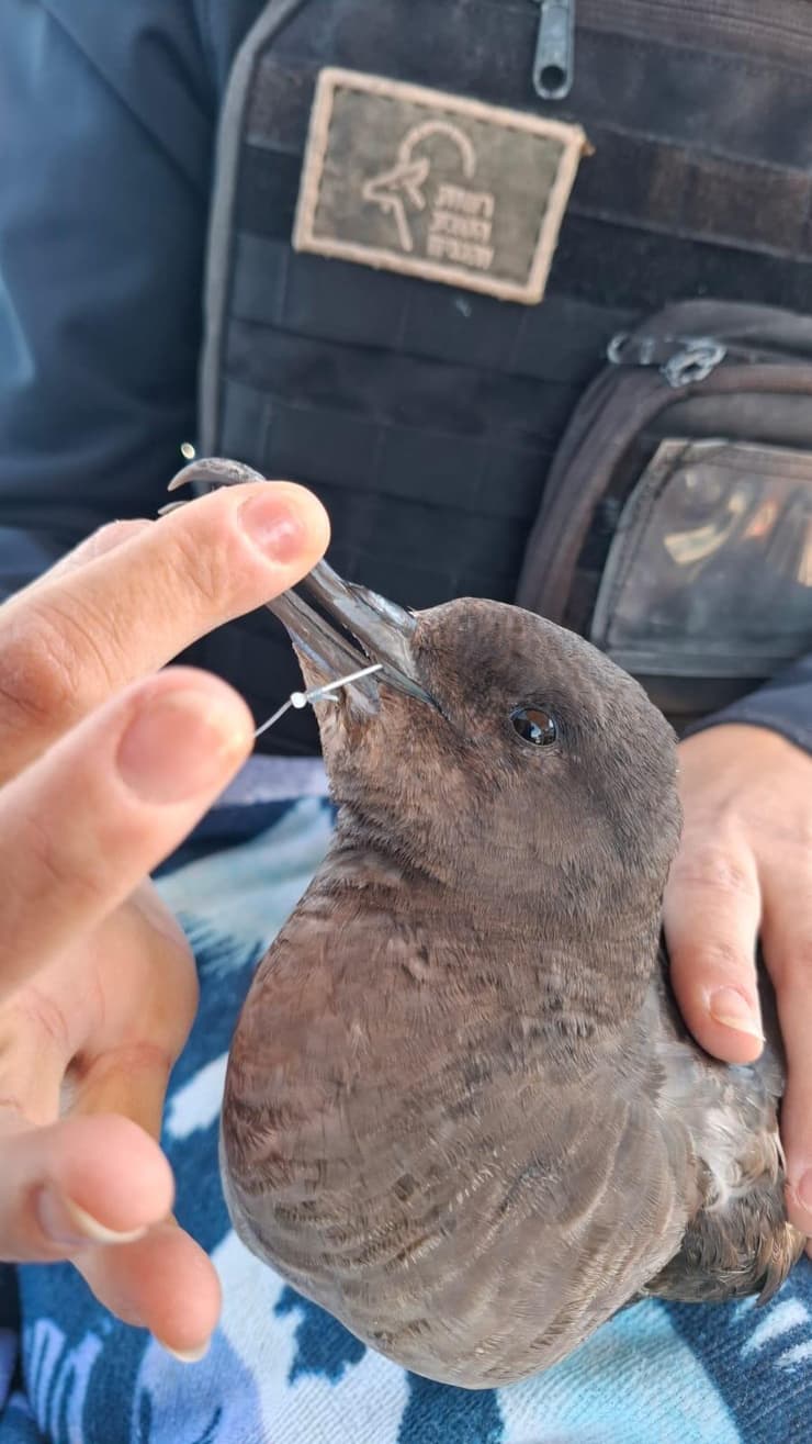 היסעור עם קרס הדיג בפיו