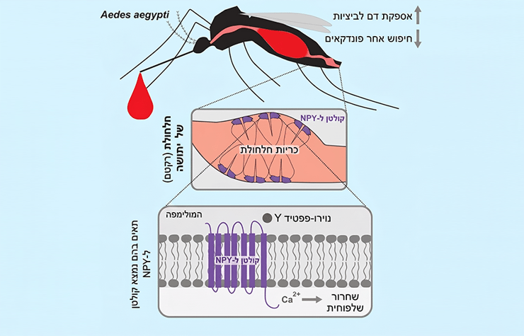 הקולטנים לא נמצאים בתאי עצב במוח היתושות, אלא בתאים שבקצה המעיים, בכריות החלחולת. אילוסטרציה של הנוירו-פפטיד והקולטן בחלחולת של היתושה