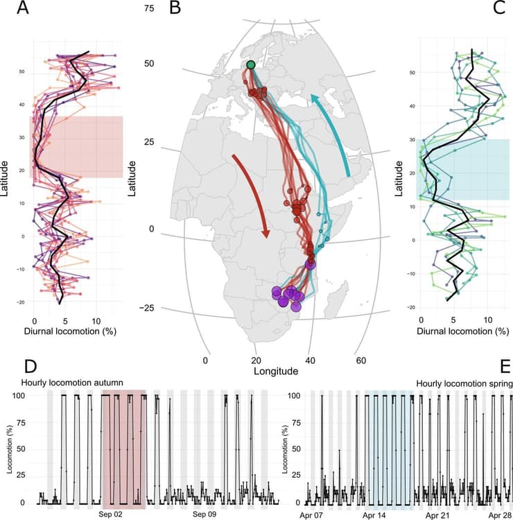 תנועת הזמיר המנומר לאורך נתיבי הנדידה שלו, כפי שתיעדו חוקרי אוניברסיטת לונד באמצעות חיישני מעקב מתקדמים