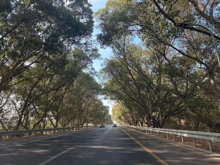 עצי הפיקוס ליד צומת פלוגות