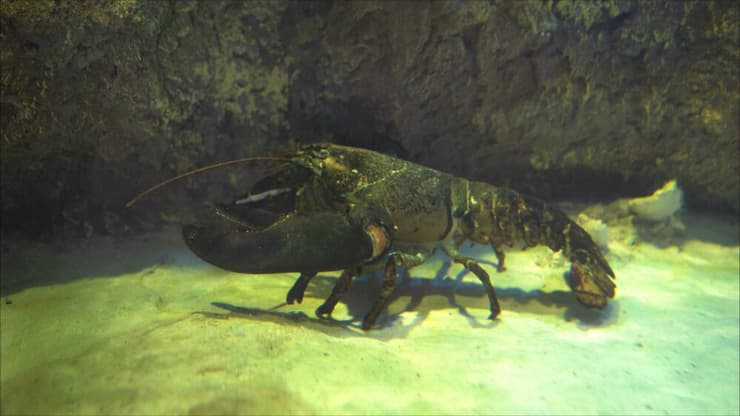 לובסטר אמריקני