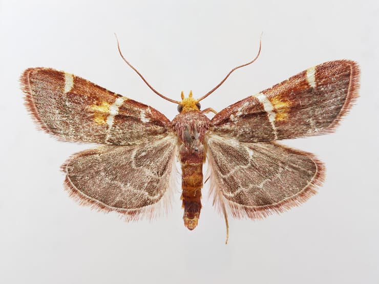 מין העש החדש Pyralis papaleonei