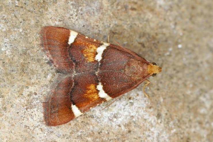 מין העש Pyralis regalis, שזכה לשמו על בסיס מראהו המלכותי