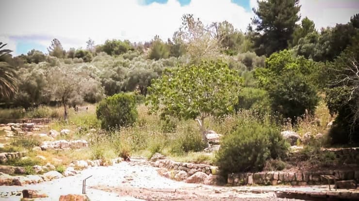 וולאא אבו קטיש ילדה בת 3 נעלמה בפארק קנדה ב-1995 ומאז לא מצאו אותה