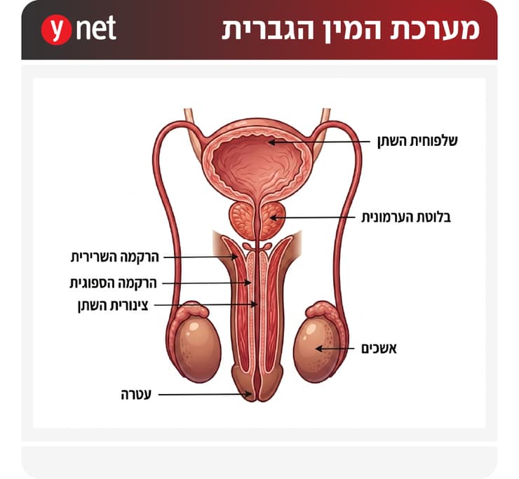אינפו מערכת המין הגברית