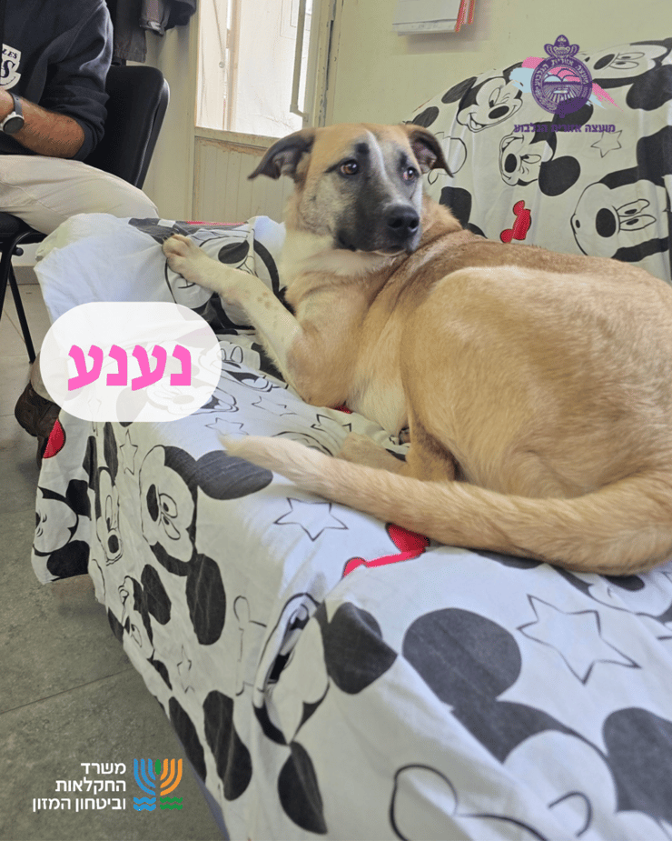 נענע