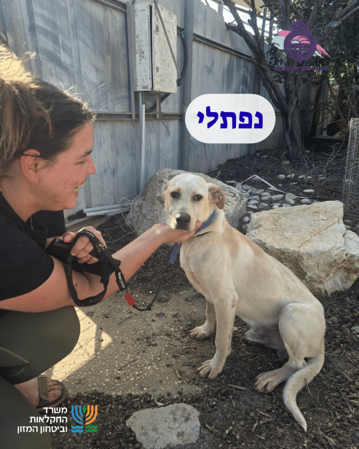 נפתלי