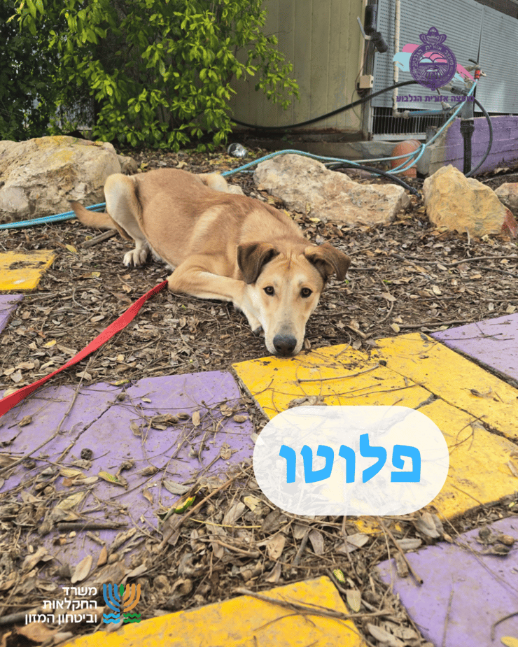 פלוטו