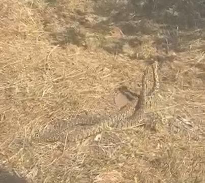 הקרב בין שני הצפעים (צילום: שחף רטר, החברה להגנת הטבע) הקרב בין שני הצפעים