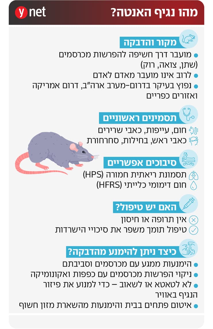 אינפו נגיף האנטה