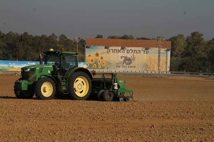 חיטה על קיר המגן