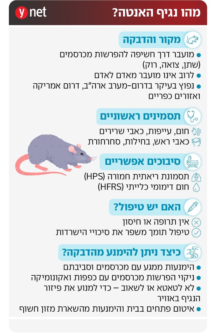 אינפו נגיף האנטה