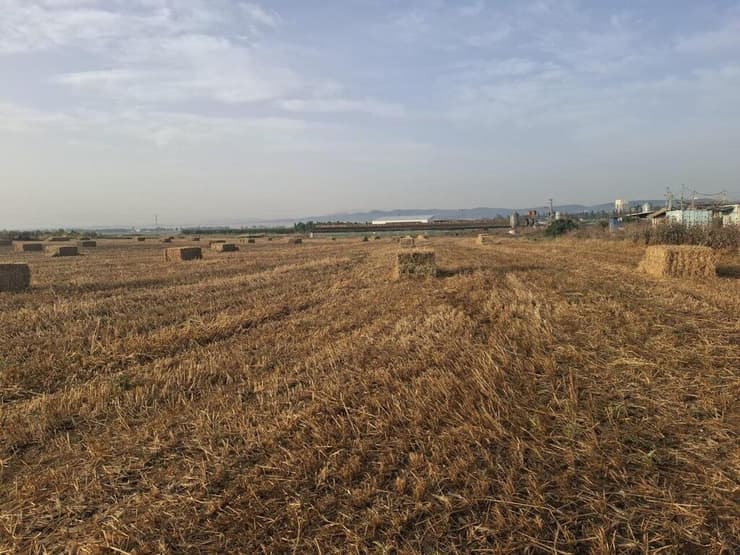 צילום: יונתן עמיר ומח' הביטחון מועצה אזורית עמק יזרעאל עשרות באלות השוחתו בשדות מושב כפר יהושע