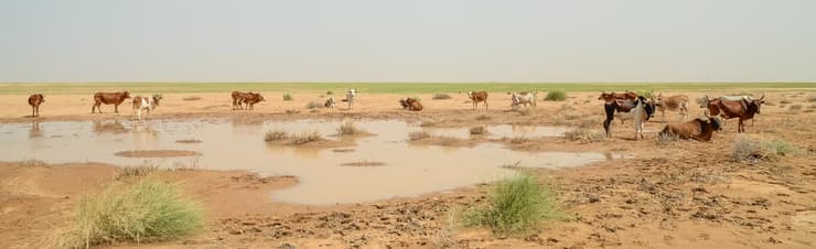 עדר בקר במדבר הסהרה (צילום: Fabian Plock/Shutterstock) עדר בקר במדבר הסהרה