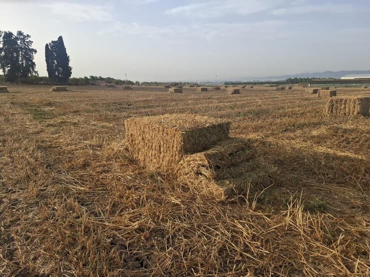 חבילת חציר שהושחתה בעמק יזרעאל (צילום: יונתן עמיר ומח' הביטחון מועצה אזורית עמק יזרעאל) עשרות באלות השוחתו בשדות מושב כפר יהושע