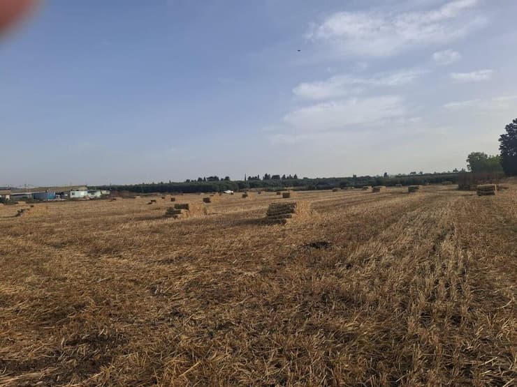 עשרות באלות השוחתו בשדות מושב כפר יהושע (צילום: יונתן עמיר ומח' הביטחון מועצה אזורית עמק יזרעאל) עשרות באלות השוחתו בשדות מושב כפר יהושע