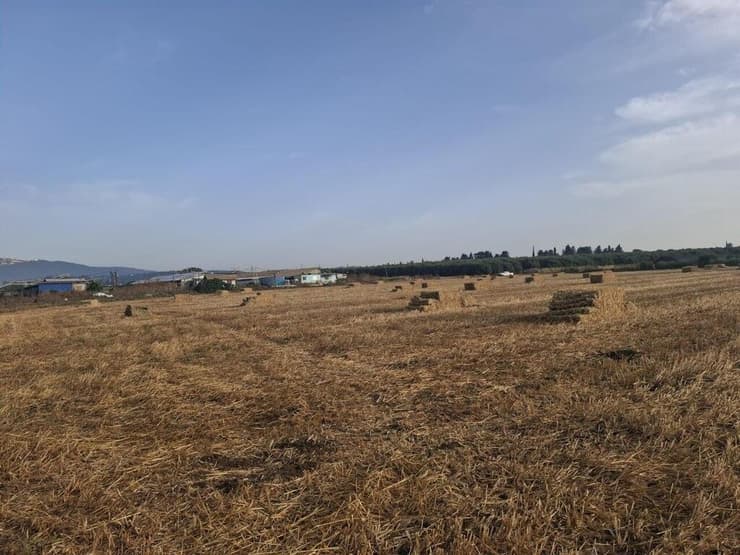 צילום: יונתן עמיר ומח' הביטחון מועצה אזורית עמק יזרעאל עשרות באלות השוחתו בשדות מושב כפר יהושע
