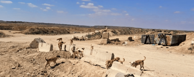 כלבים משוטטים באזור עוטף עזה