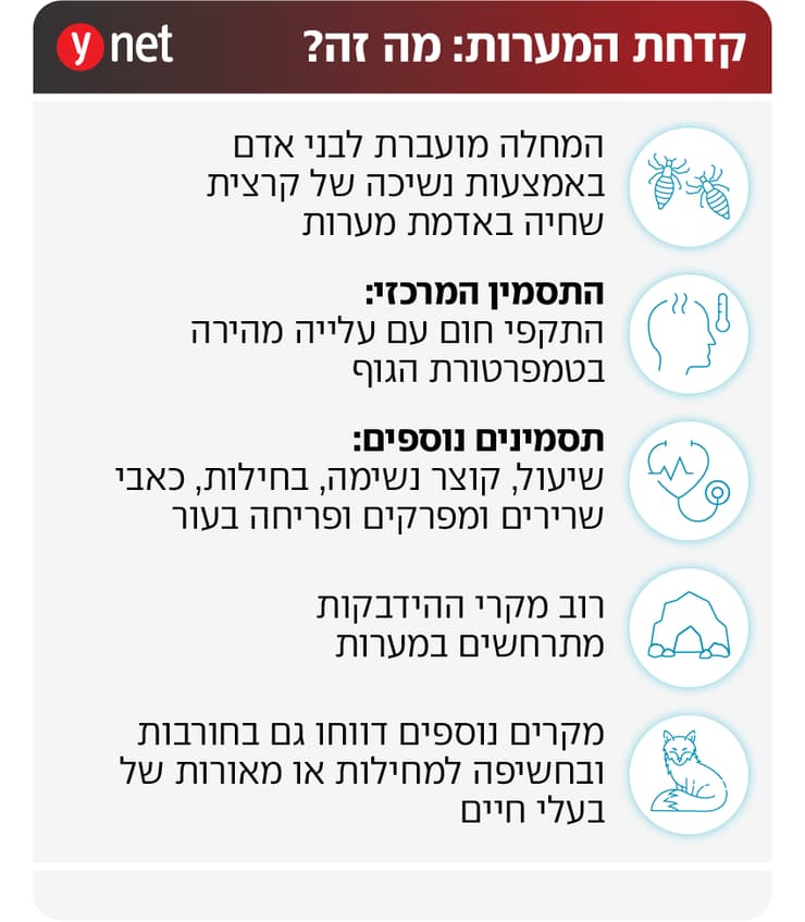 אינפו קדחת המערות