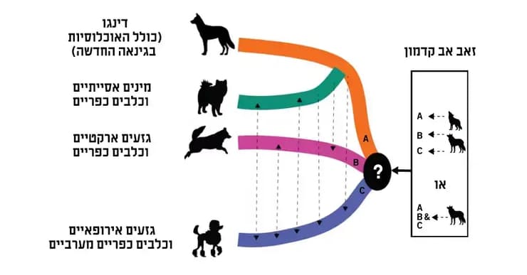 המקורות האבולוציוניים של כלבים ושל דינגו: הזאבים הם אומנם אבותיהם הקדומים של הכלבים הראשונים, אך לא ברור אם המקור הוא אוכלוסייה אחת של זאבים או כמה אוכלוסיות. מהזאבים התפצלו שלוש שושלות של כלבים: השושלת האסייתית-מזרחית, השושלת הארקטית והשושלת המערבית-אירופאית (איור: מתוך Cairns et al., 2025) המקורות האבולוציוניים של כלבים ושל דינגו: הזאבים הם אומנם אבותיהם הקדומים של הכלבים הראשונים, אl לא ברור אם המקור הוא אוכלוסייה אחת של זאבים או כמה אוכלוסיות. מהזאבים התפצלו שלוש שושלות של כלבים: השושלת האסייתית-מזרחית, השושלת הארקטית והשושלת המערבית-אירופאית