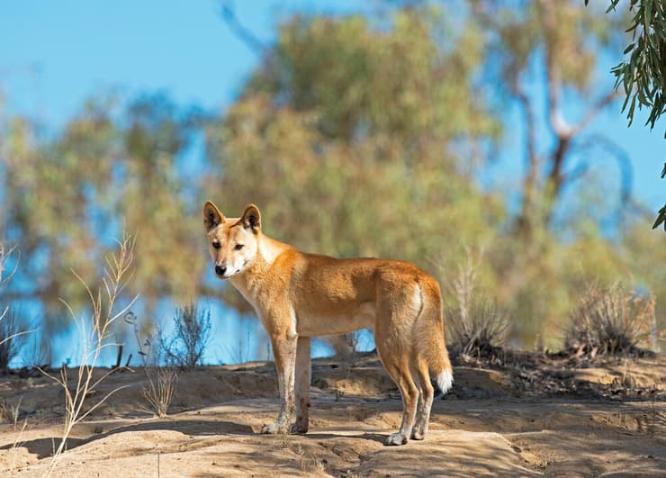 דינגו בקווינסלנד, אוסטרליה (צילום: John Carnemolla/Shutterstock) דינגו בקווינסלנד, אוסטרליה