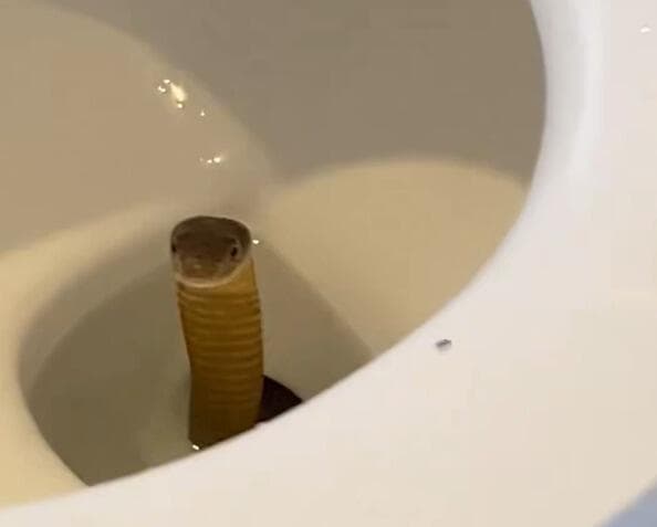 הנחש הארסי מציץ מהאסלה