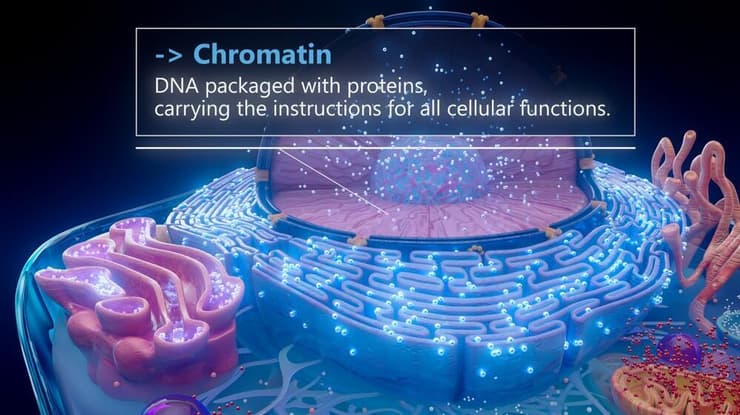כרומטין. "האריזה" של ה-DNA (צילום: shutterstock) כרומטין דנ"א האריזה של התא