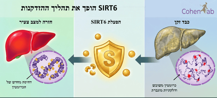 בר אילן אינפו מחקר SIRT6 כבד בר אילן