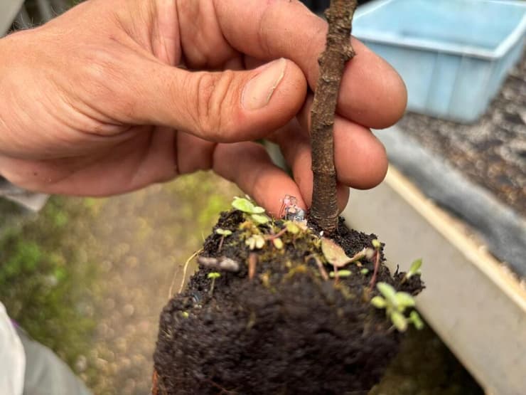 כנה של אגס סורי (צילום: באדיבות קק"ל) כנה של אגס סורי