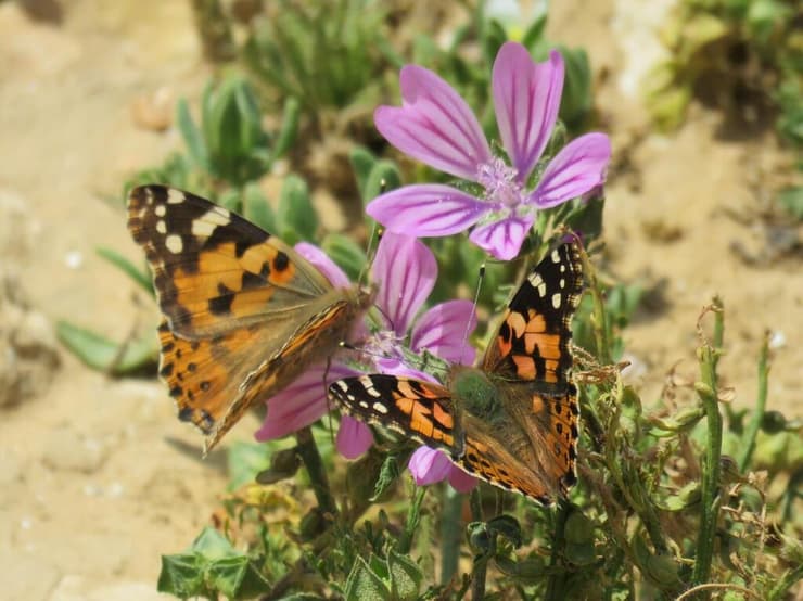 צילום: יחידת סקרי הטבע העירוני, החברה להגנת הטבע טבע עירוני בדימונה