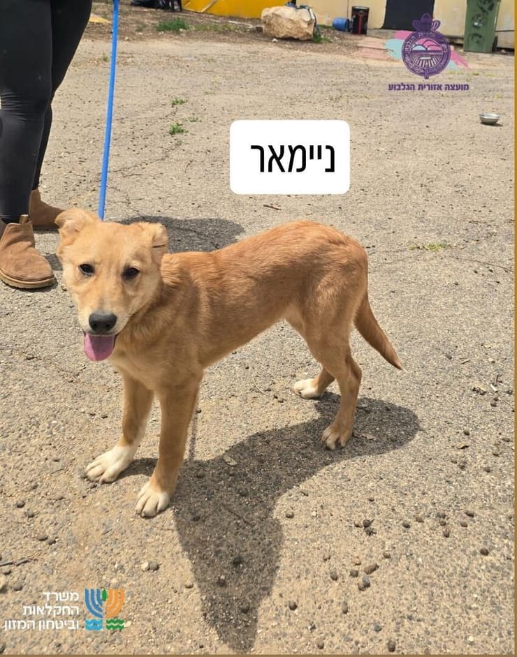 ניימאר (צילום: כלביית מועצה אזורית הגלבוע) ניימאר