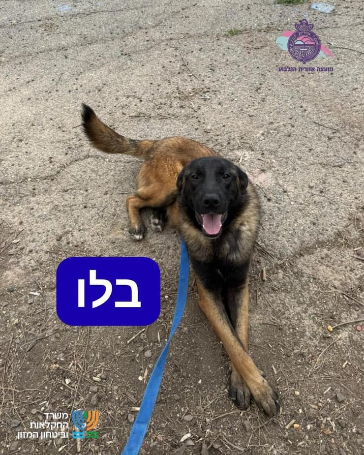 בלו (צילום: כלביית מועצה אזורית הגלבוע) בלו