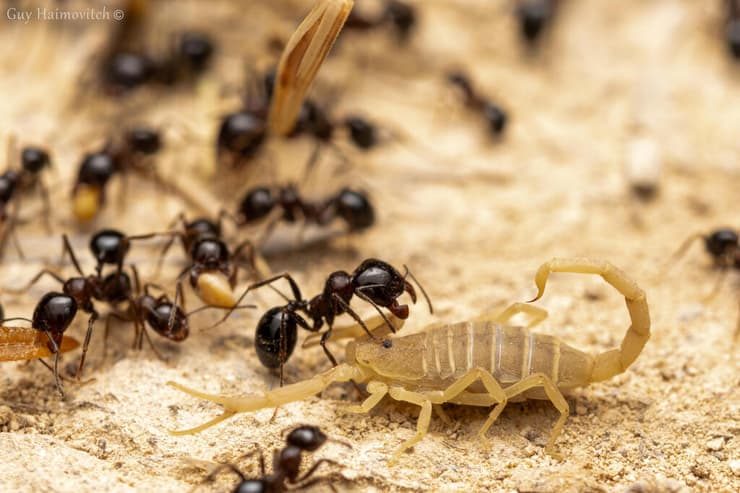 חיים יחד בקן הנמלים (צילום: גיא חיימוביץ') חיים יחד בקן הנמלים