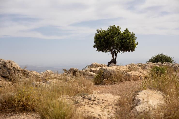 עץ תות פקיסטני סמוך ל"עין אילאיי" (צילום: טל זהרה לביא) עץ תות פקיסטני סמוך ל"עין אילאיי"