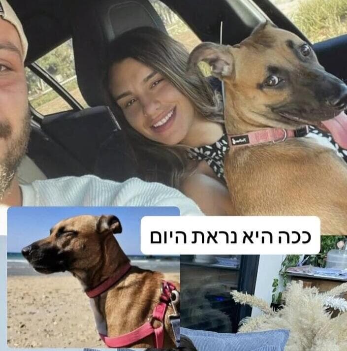 הכלבה בלה כשהייתה גורה עם מפל ורועי (למעלה) ובלה כפי שהיא נראית היום (למטה) (צילום: באדיבות רונן שלו) הכלבה בלה כשהייתה גורה עם מפל ורועי