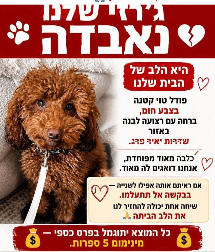 הפוסט, עם ההבטחה לפרס כספי גדול ג׳רזי כלבת הפודל של מיתר סעדון