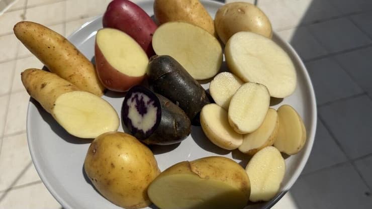 תפוחי אדמה