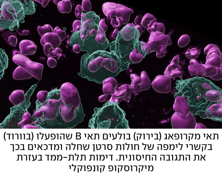 מחקר ויצמן תאי B אינפו מחקר ויצמן תאי B אינפו