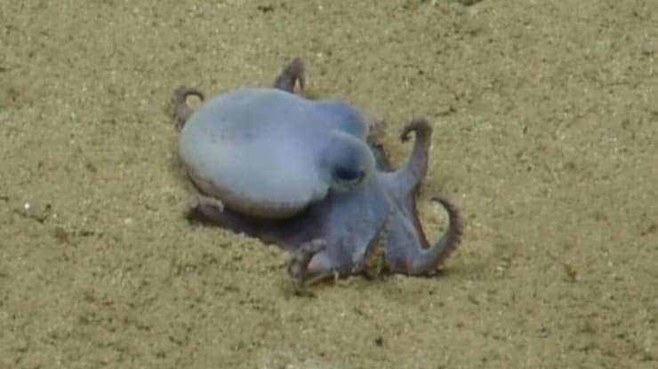 התמנון Microeledone galapagensis, כפי שתועד על קרקעית האוקיינוס השקט באיי גלאפגוס (צילום: Charles Darwin Foundation) התמנון Microeledone galapagensis, כפי שתועד על קרקעית האוקיינוס השקט באיי גלאפגוס