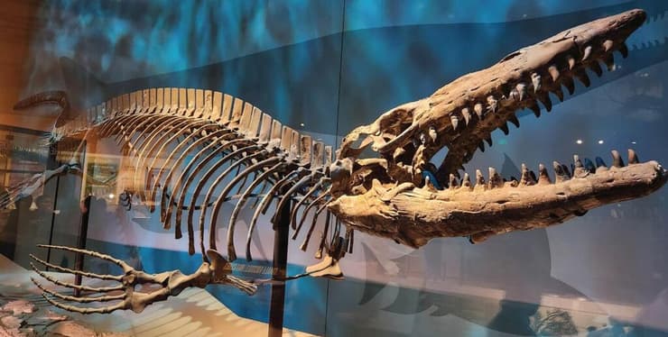 המאובן של Tylosaurus rex, שסווג בטעות כמין אחר (צילום: Zietlow et al. / Bull. Am. Mus. Nat. Hist. / 2026) המאובן של Tylosaurus rex, שסווג בטעות כמין אחר