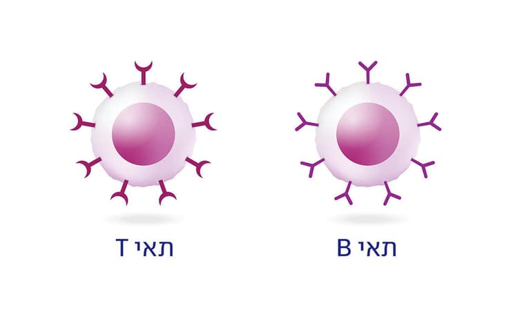 סוג אחד זכה לתשומת לב מחקרית, השני פחות. תאי מערכת החיסון: תאי B, תאי T (צילום: shutterstock) תאי מערכת החיסון ,תאי B, תאי T