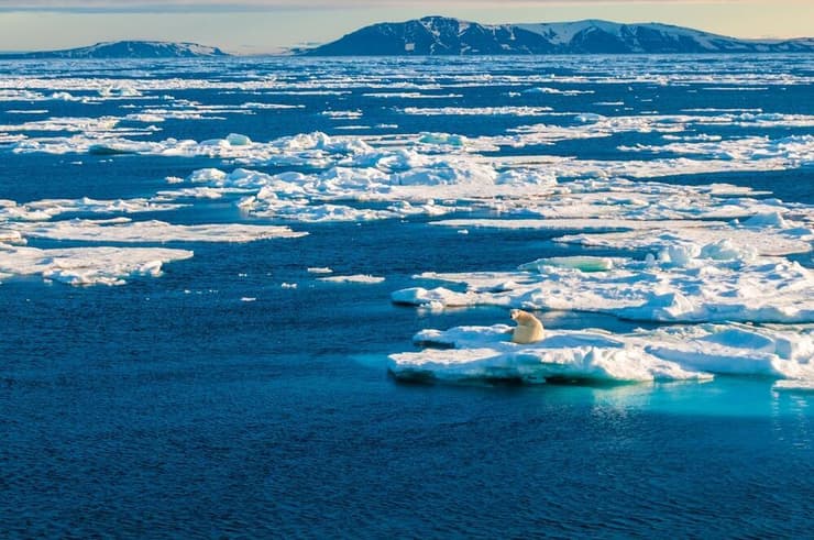 דוב קוטב על קרח ים שהולך ומצטמצם בסבאלברד (צילום: Don Landwehrle/Shutterstock) דוב קוטב על קרח ים שהולך ומצטמצם בסבאלברד
