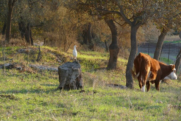 אנפיות בקר ליד פרה בבית לחם הגלילית (צילום: ד"ר רועי טלבי) אנפיות בקר ליד פרה בבית לחם הגלילית