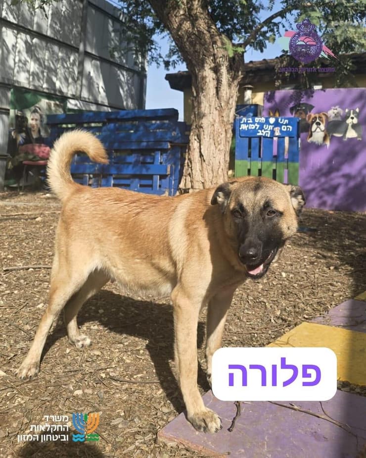 פלורה