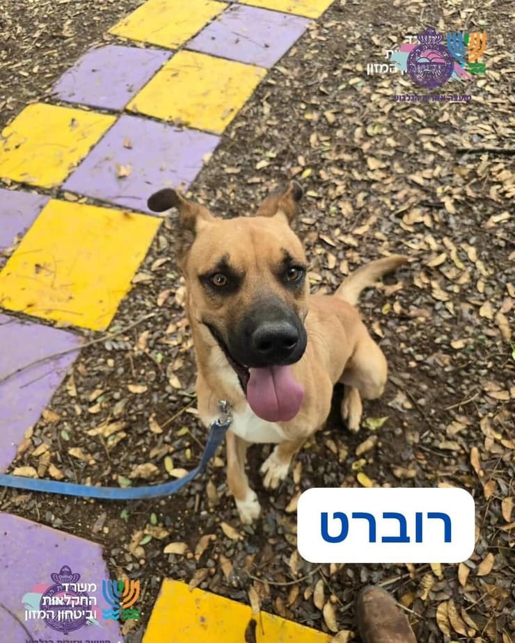 רוברט