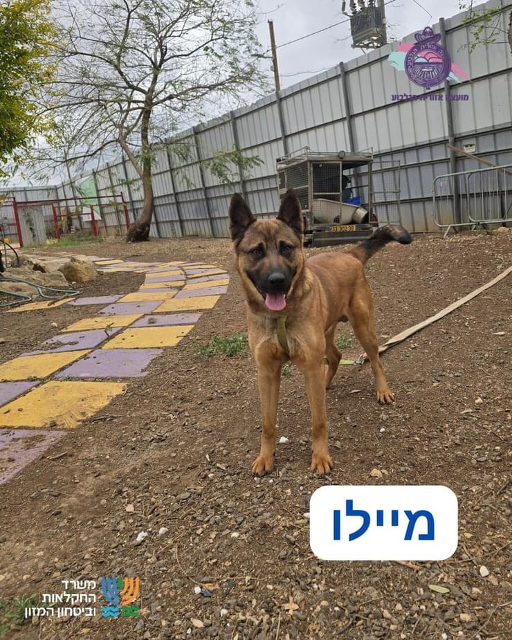 מיילו