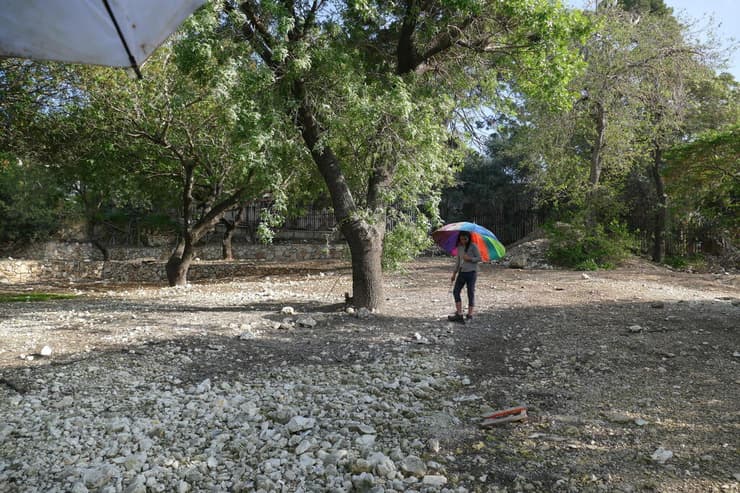 מושבת קינון ברכסים. צריך לקחת מטריה (צילום: ד"ר רועי טלבי) מושבת קינון ברכסים. צריך לקחת מטריה