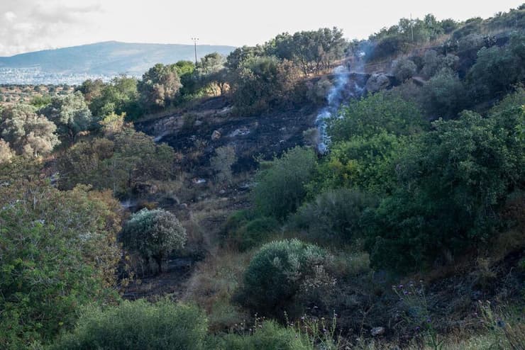 מהעתיקים ביותר בארץ. הכרם עולה באש (צילום: אילה נוי-מאיר) מהעתיקים ביותר בארץ. הכרם עולה באש